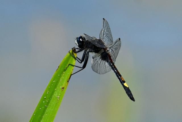 Lápi álarcos-szitakötő egy levél csúcsán