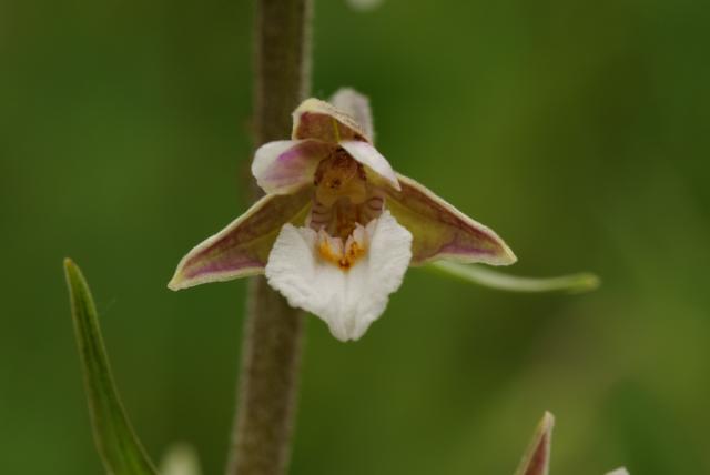 Virágzó mocsári nőszőfű