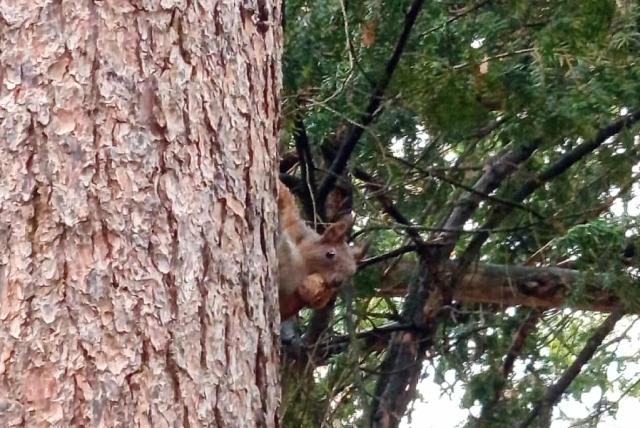 Mókus a fán, dióval a szájában