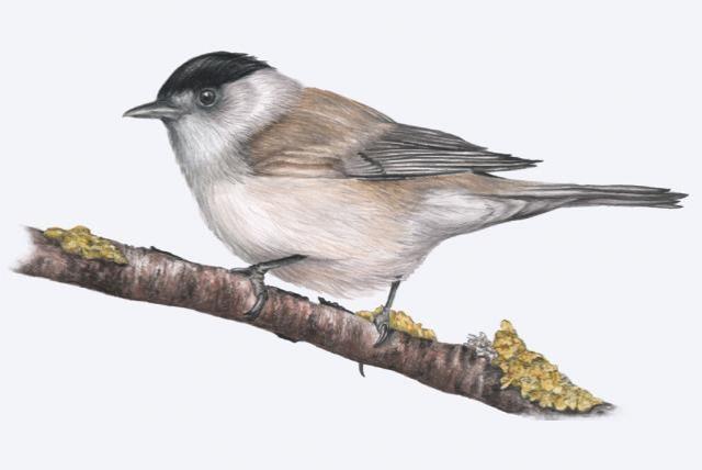 Madár a faágon (akvarell)