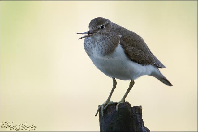 Billegetőcankó nyitott csőrrel áll egy fa karón