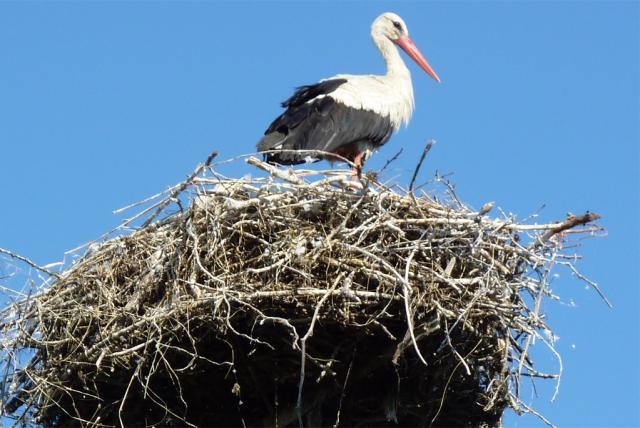 Fehér gólya a fészkében