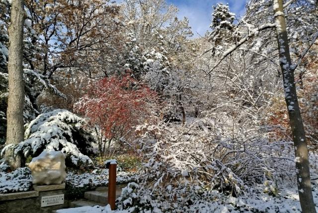 Pintér-kert növényei hóval borítva