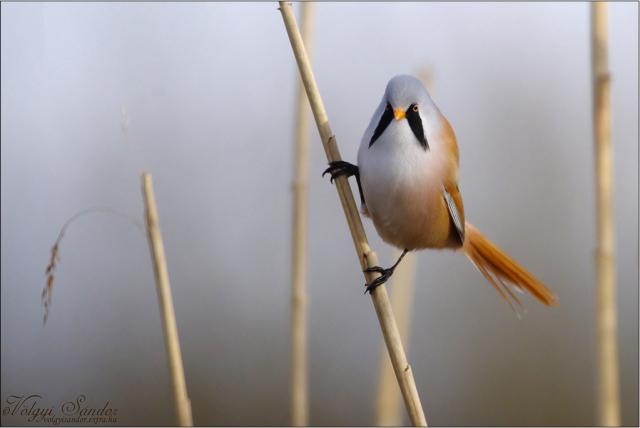 Barkós cinege a nádon