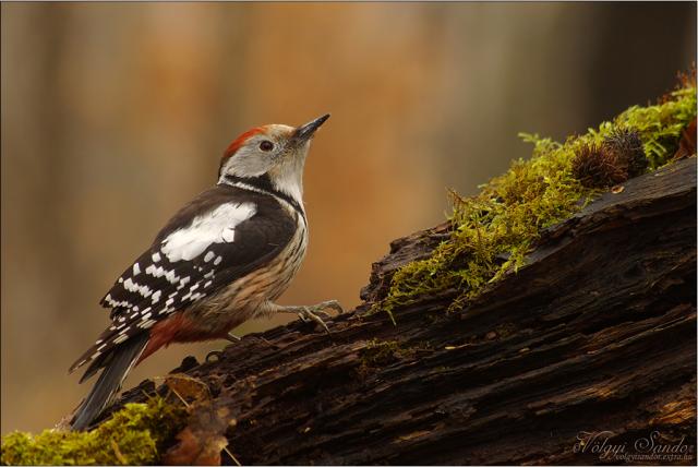 Közép fakopáncs faágon