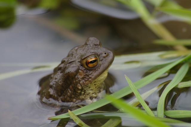 Barna varangy a vízben, a kép jobb oldalán hosszú zöld levelek