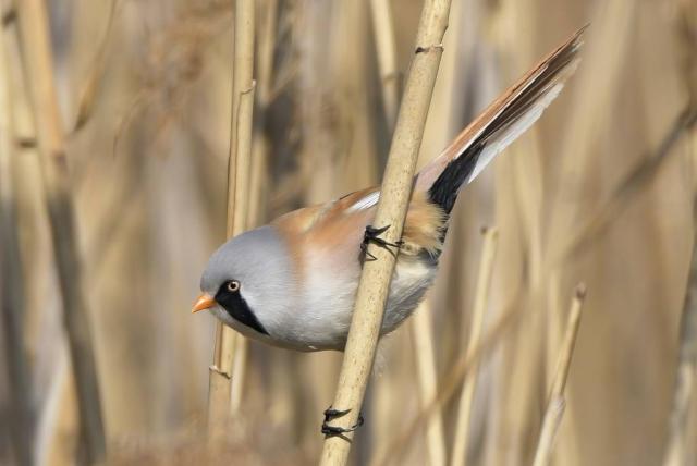 Barkóscinege nádszálon