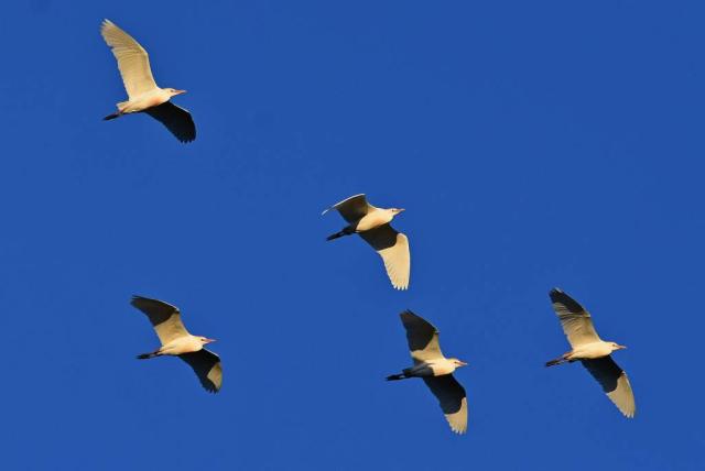 Pásztorgémek a levegőben