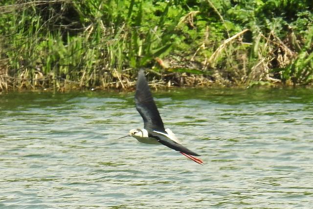 Repülő gólyatöcs