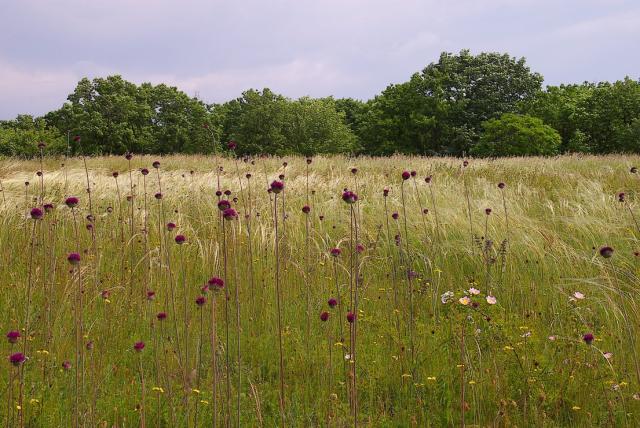 Virágok az előtérben, a háttérben fák