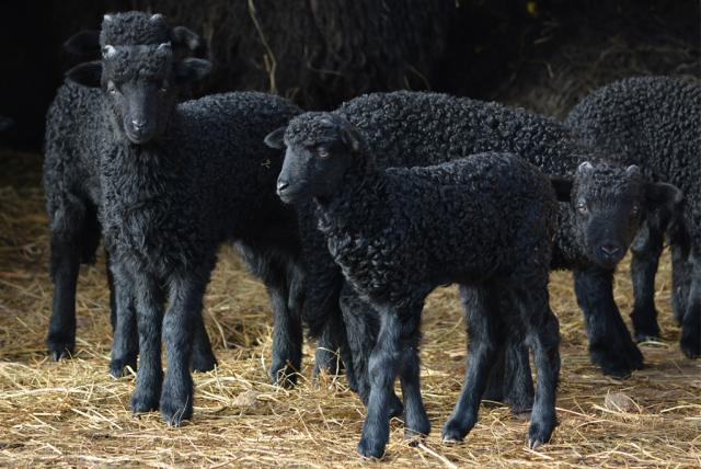Fekete bárányok a drávaszentesi állattartó telepen